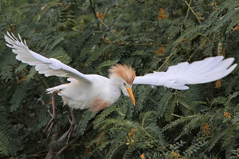 _MG_9811 Cattle Egret.jpg