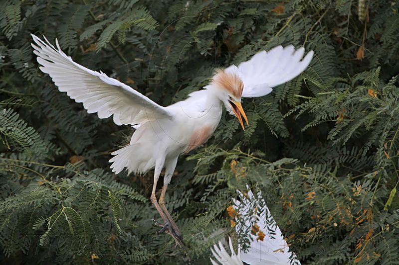 _MG_9812 Cattle Egret.jpg