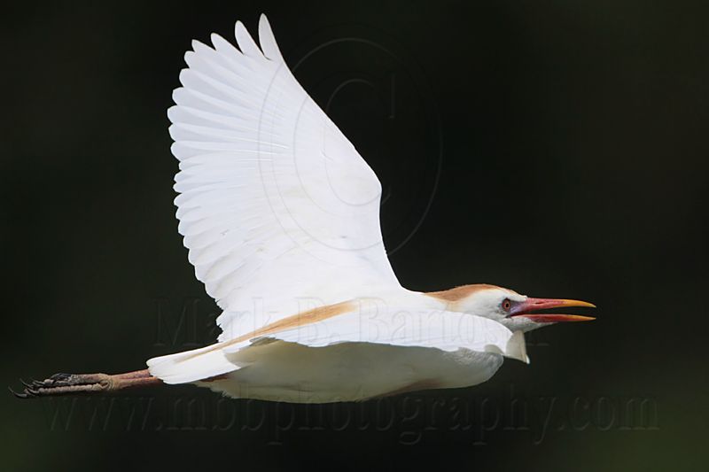 _MG_6369 Cattle Egret.jpg