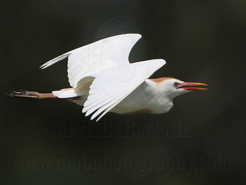 _MG_6373 Cattle Egret.jpg