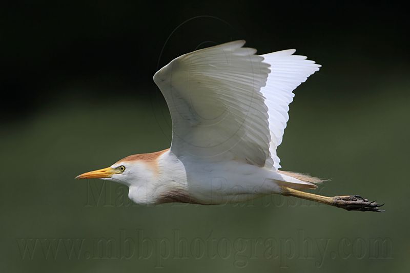 _MG_6430 Cattle Egret.jpg