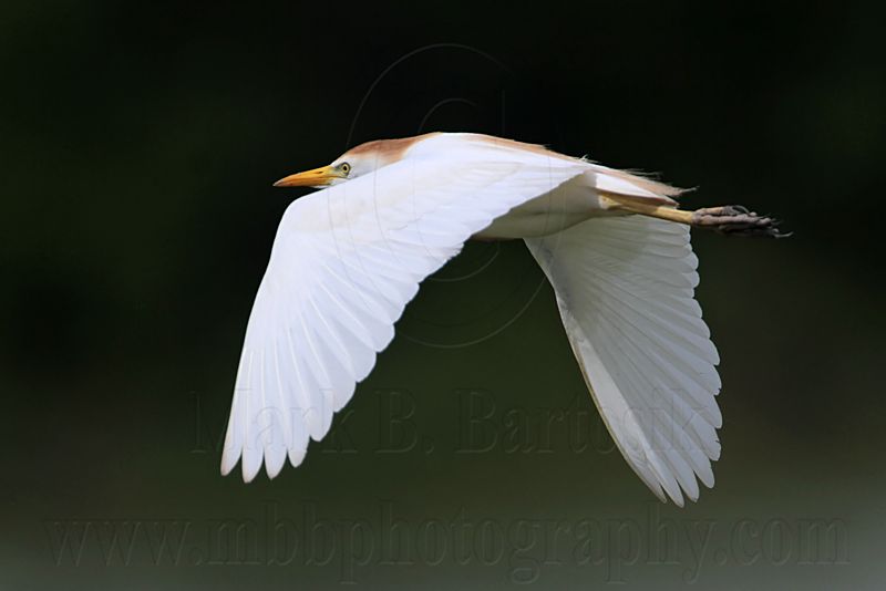 _MG_6436 Cattle Egret.jpg
