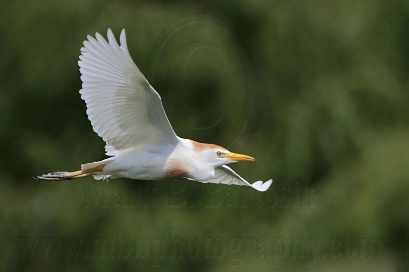 _MG_6461 Cattle Egret.jpg