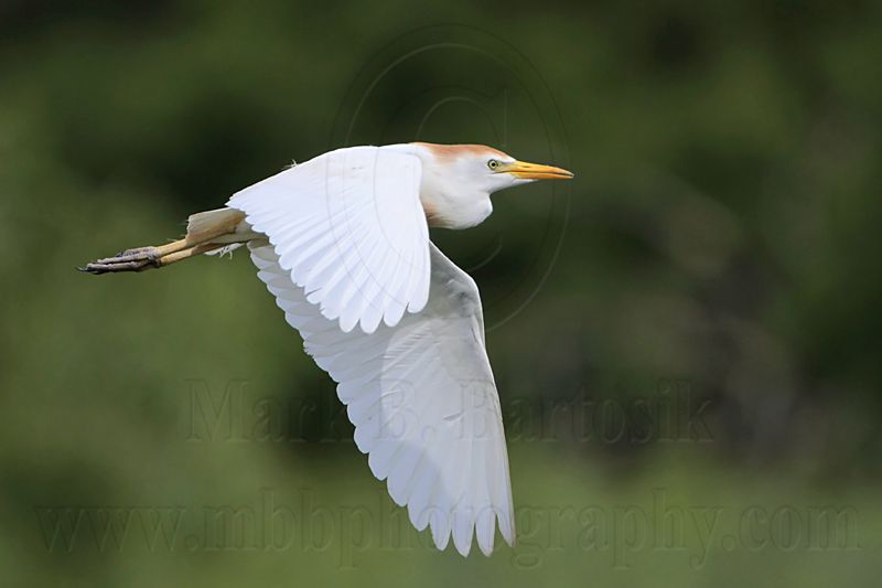 _MG_6463 Cattle Egret.jpg