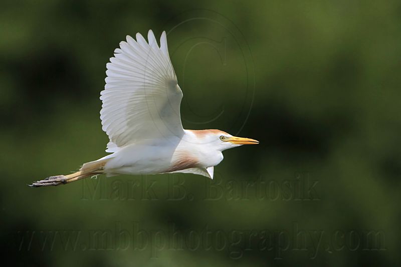 _MG_6464 Cattle Egret.jpg