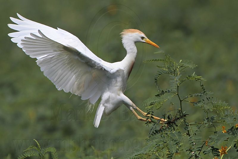 _MG_6564 Cattle Egret.jpg