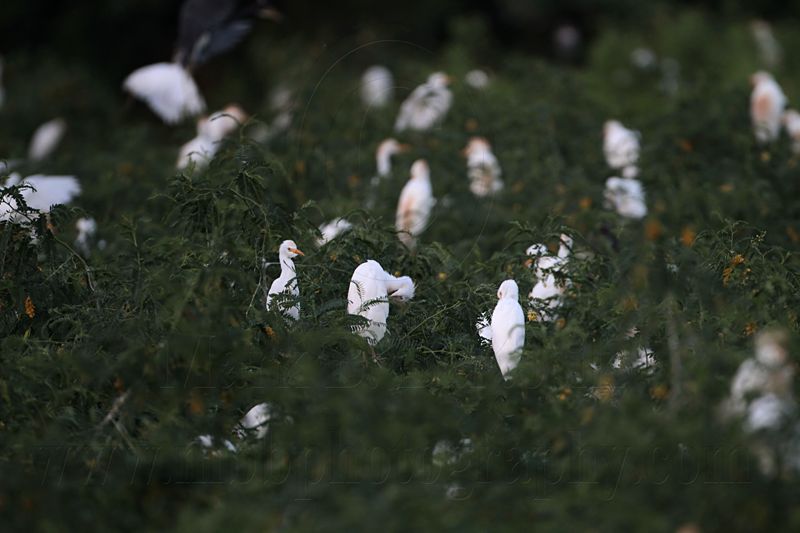 _MG_3764 Cattle Egret.jpg