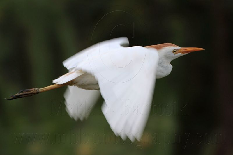 _MG_3873 Cattle Egret.jpg