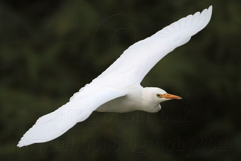 _MG_3894 Cattle Egret.jpg