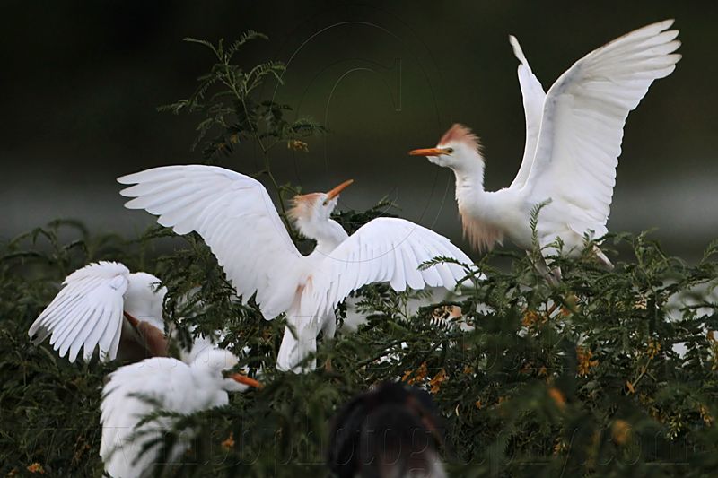 _MG_3992 Cattle Egret.jpg
