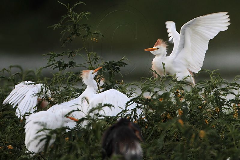 _MG_3994 Cattle Egret.jpg