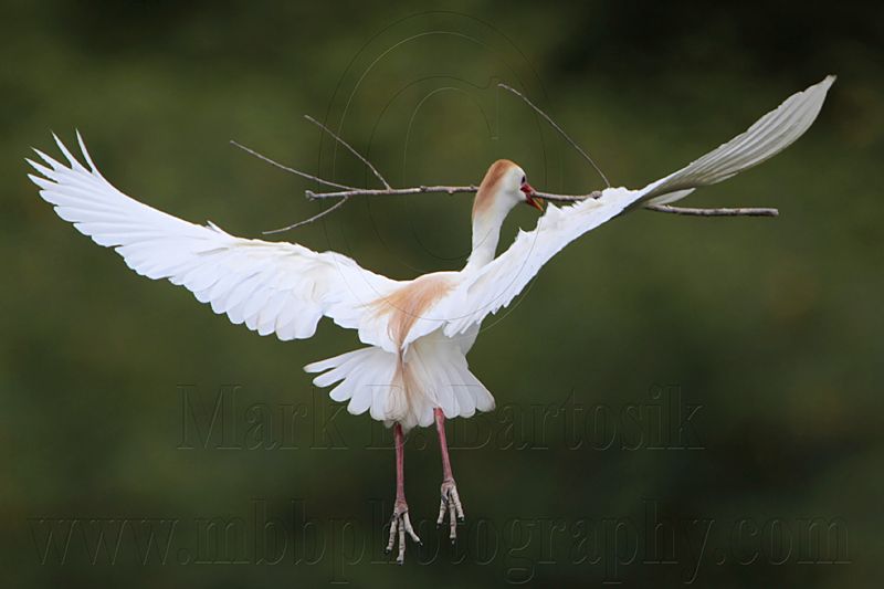 _MG_4237 Cattle Egret.jpg