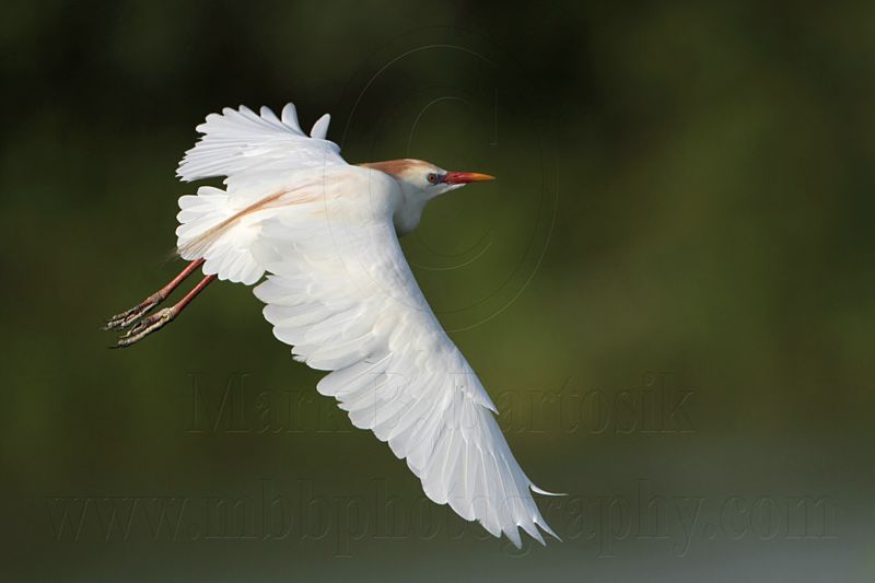_MG_7972 Cattle Egret.jpg