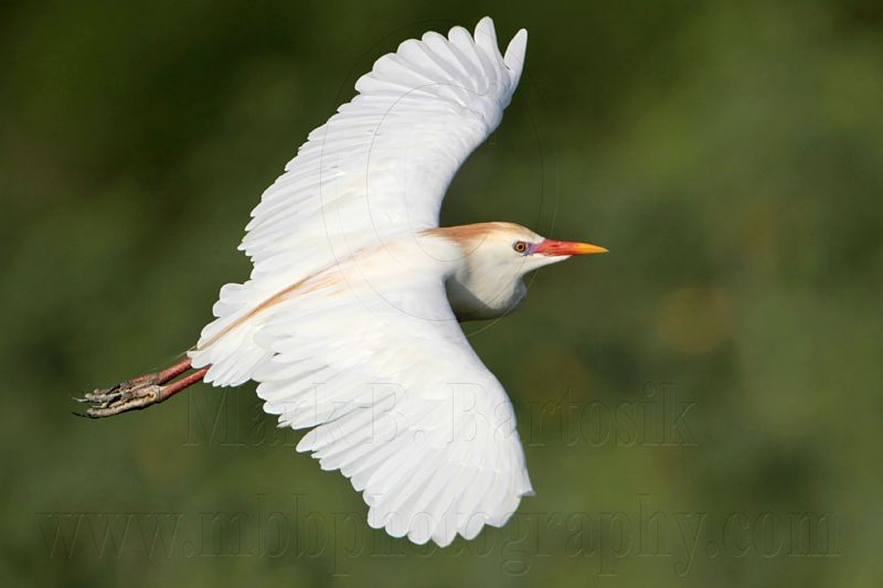 _MG_7980 Cattle Egret.jpg