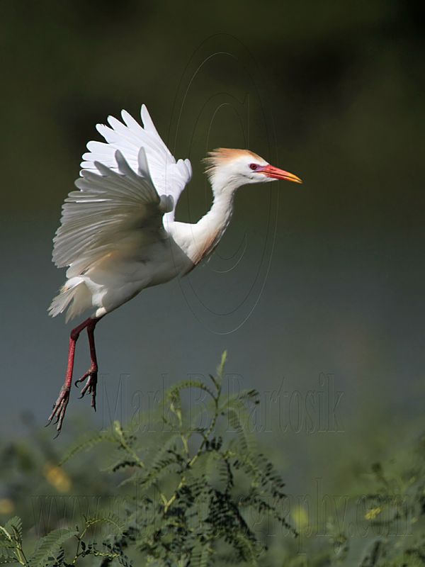 _MG_9581 Cattle Egret.jpg