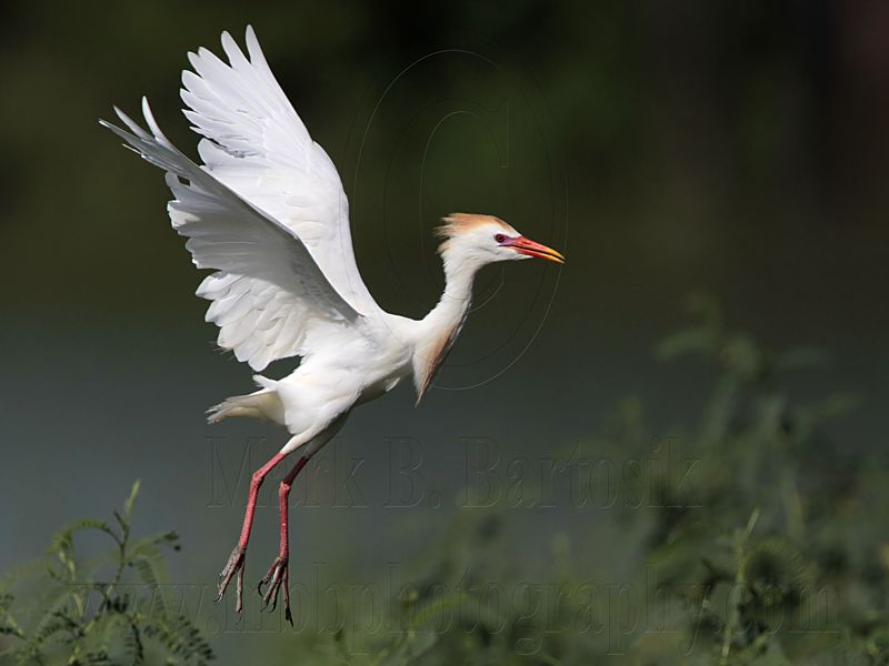 _MG_9582 Cattle Egret.jpg