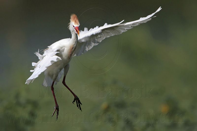 _MG_9585 Cattle Egret.jpg