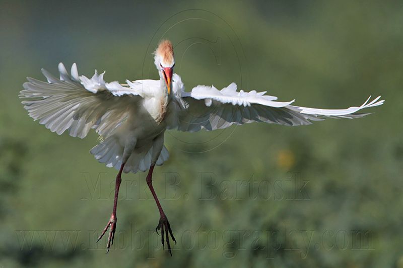 _MG_9586 Cattle Egret.jpg