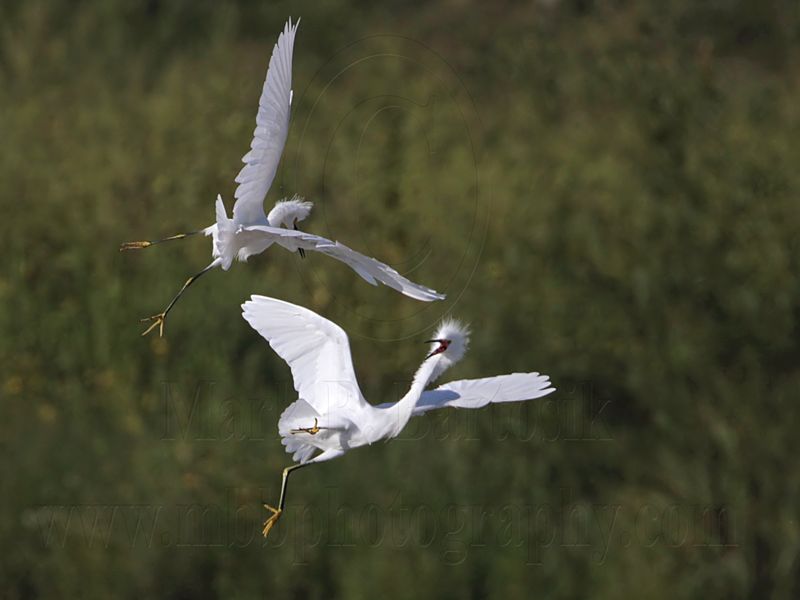 _MG_9712 Snowy Egret.jpg