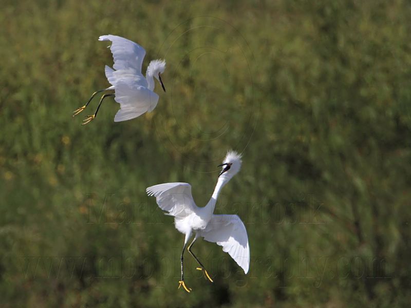 _MG_9713 Snowy Egret.jpg