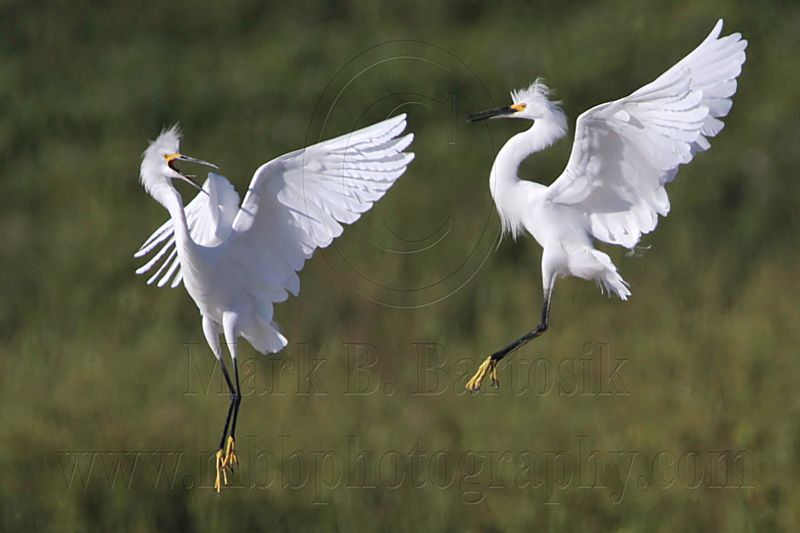 _MG_9724 Snowy Egret.jpg