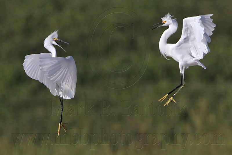 _MG_9725 Snowy Egret.jpg