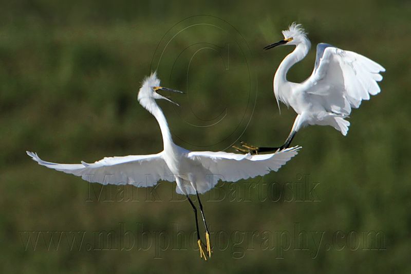 _MG_9728 Snowy Egret.jpg