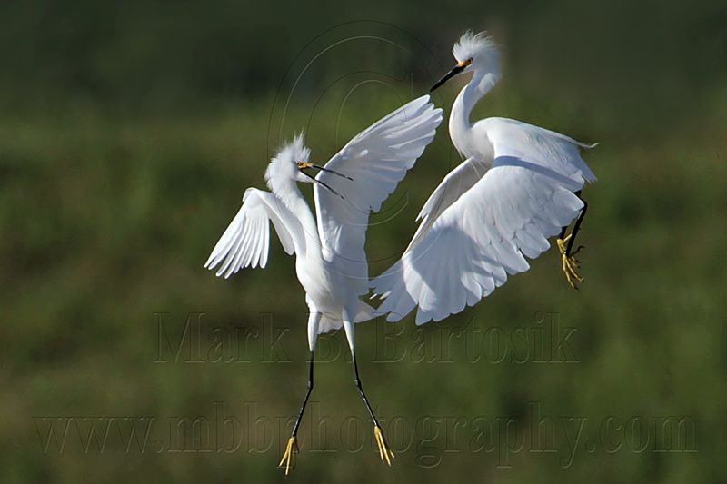 _MG_9729 Snowy Egret.jpg