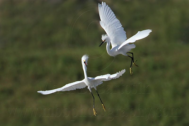 _MG_9730 Snowy Egret.jpg