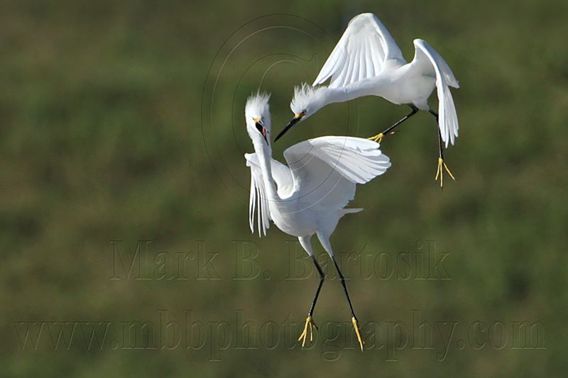 _MG_9731 Snowy Egret.jpg
