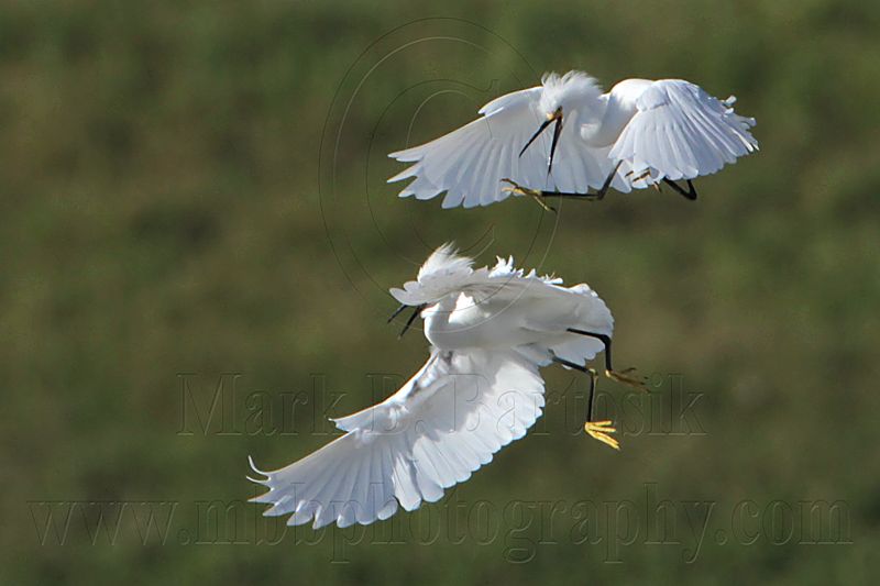 _MG_9732 Snowy Egret.jpg