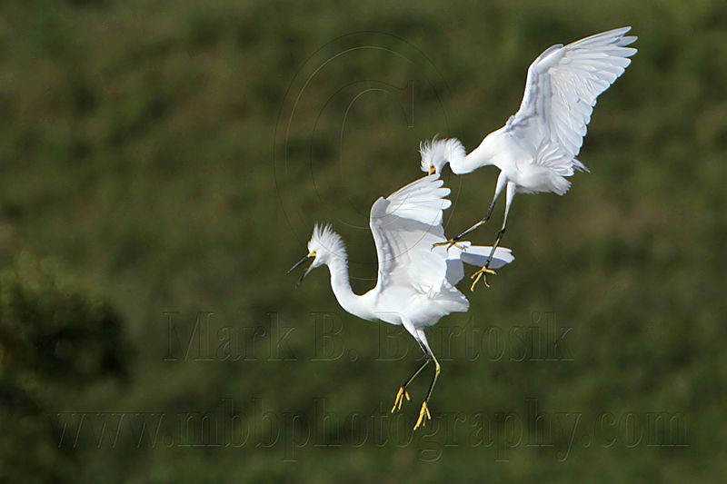 _MG_9733 Snowy Egret.jpg