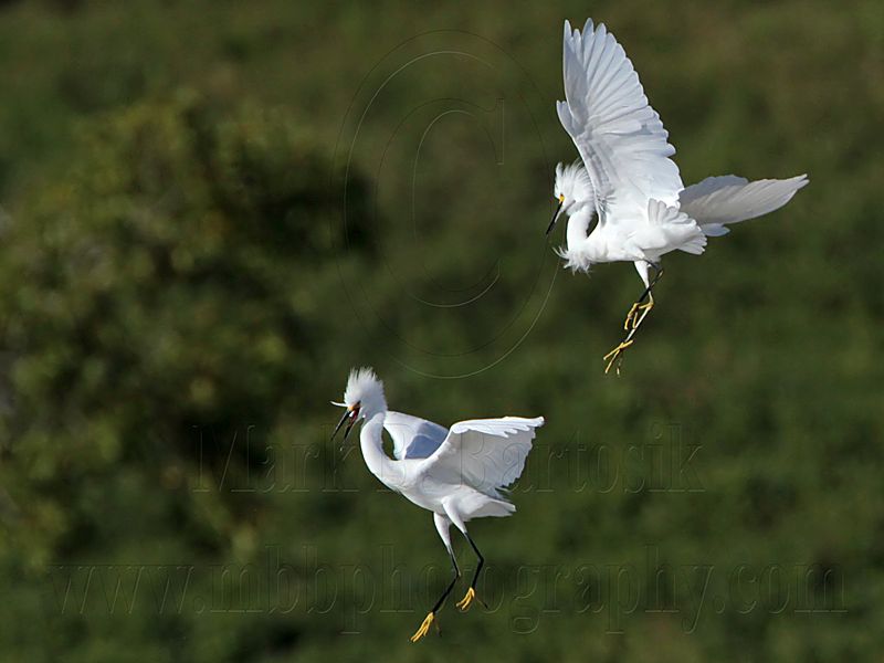 _MG_9735 Snowy Egret.jpg