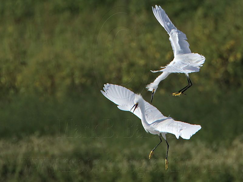 _MG_9738 Snowy Egret.jpg