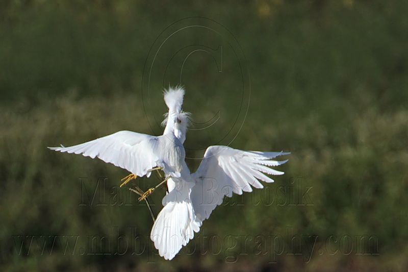 _MG_9743 Snowy Egret.jpg