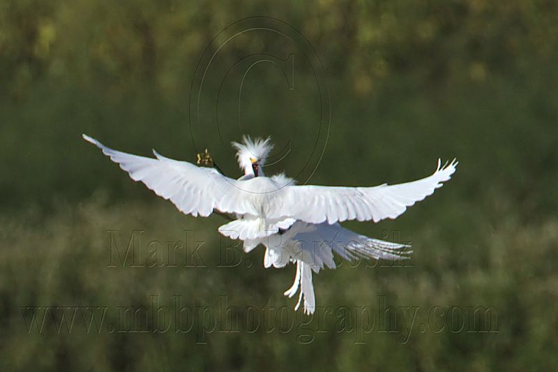 _MG_9744 Snowy Egret.jpg
