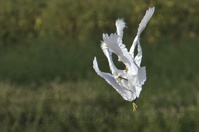 _MG_9745 Snowy Egret.jpg