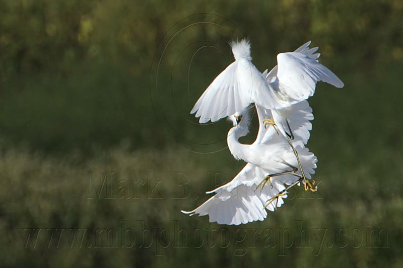 _MG_9746 Snowy Egret.jpg