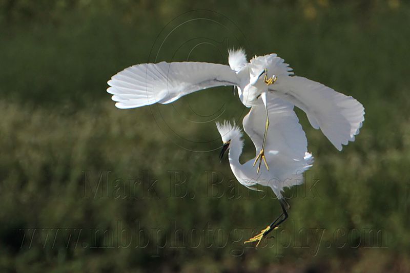 _MG_9747 Snowy Egret.jpg
