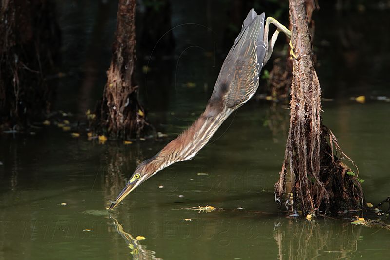 _MG_0771 Green Heron.jpg