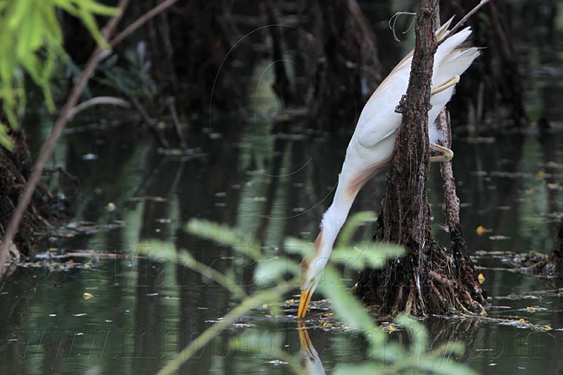 _MG_0091 Cattle Egret.jpg