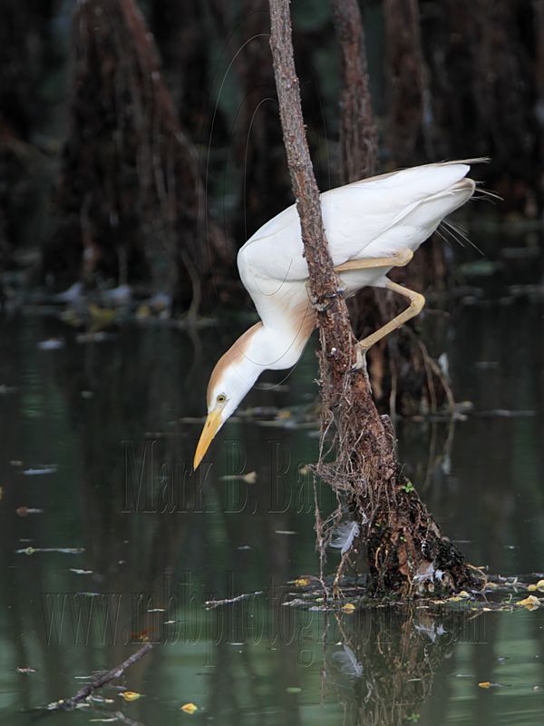 _MG_9523 Cattle Egret.jpg