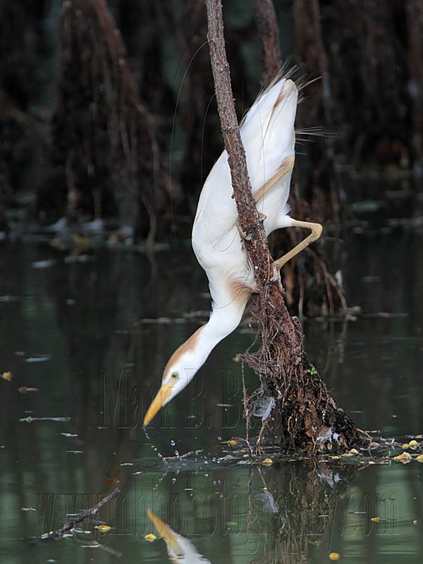_MG_9531 Cattle Egret.jpg