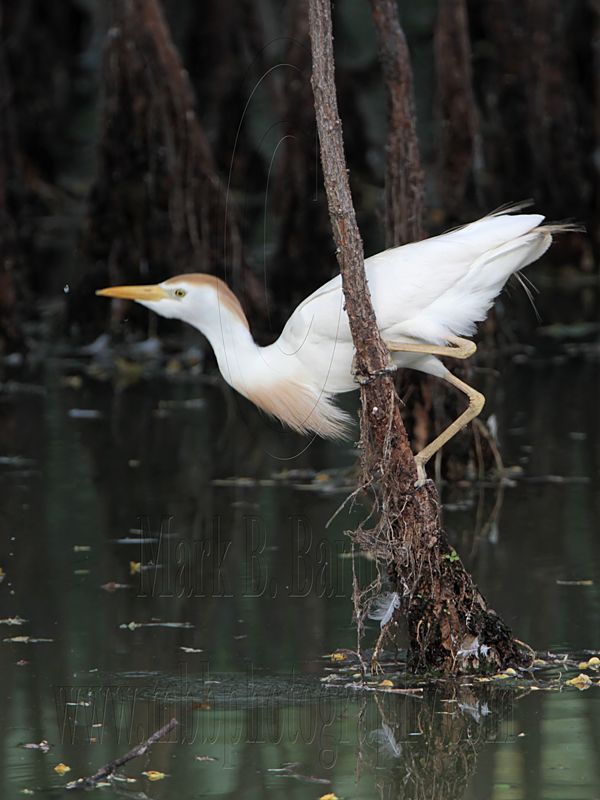 _MG_9561 Cattle Egret.jpg