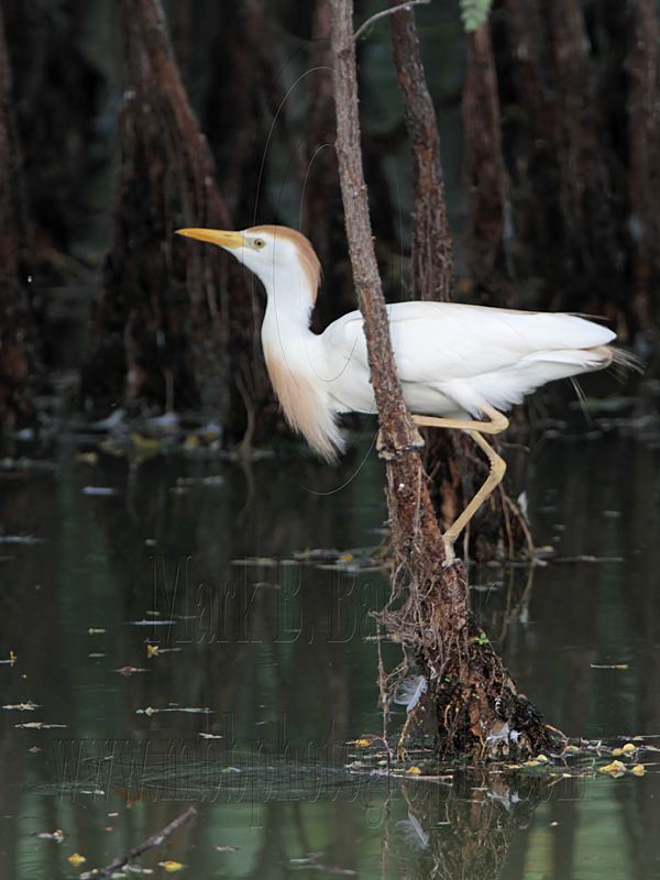 _MG_9562 Cattle Egret.jpg