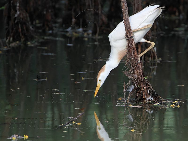 _MG_9584 Cattle Egret.jpg