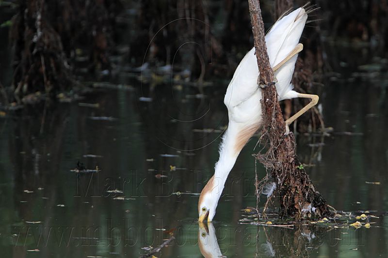 _MG_9586 Cattle Egret.jpg