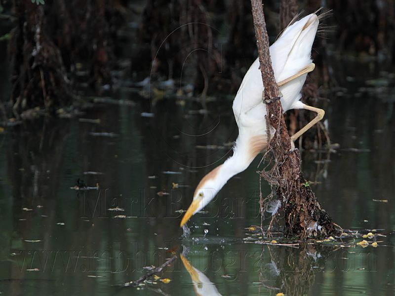 _MG_9587 Cattle Egret.jpg