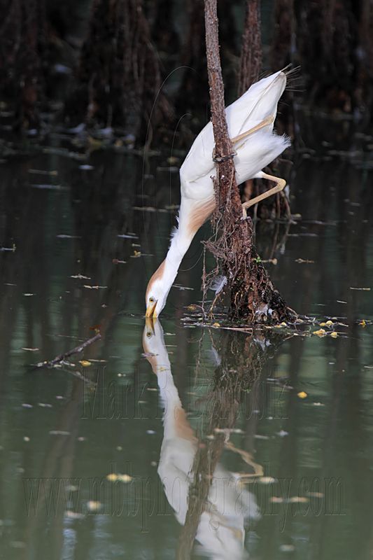 _MG_9614 Cattle Egret.jpg