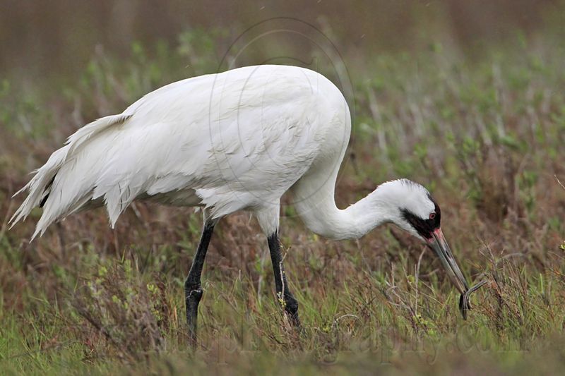 _MG_2605 Whooping Crane - Scarbaby.jpg